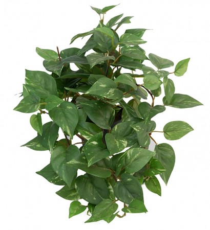 Gullranke