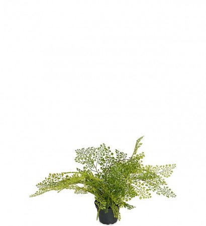 Adiantum grønn plante