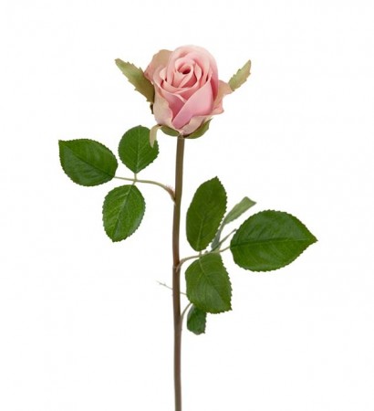 Vår mest naturtro rose 50cm 